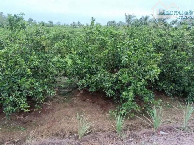 19x55m2 Vườn Góc 2 MT đường xe oto view kênh thoáng mát KV CHO LÊN THỔ - 2