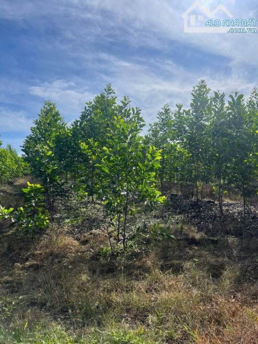 D091 ✳️ Bán vườn tràm 1,5 ha thuộc Xã Phú Lý, Huyện Vĩnh Cửu, Đồng Nai. 👉 Vị trí: Cách đư - 3