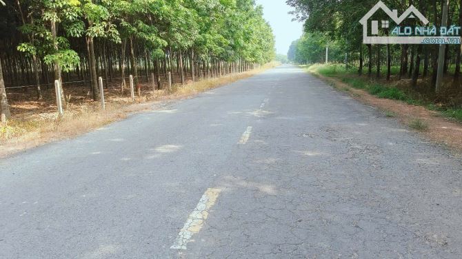 BÁN ĐẤT MT DH611(DH615) LONG NGUYÊN, BÀU BÀNG, DT:165x222, SHR, GIÁ 42,12 TỶ/3,51 Mẫu
