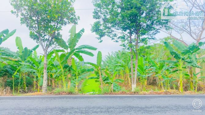 Bán đất 1.100  m2 mặt tiền đường Nguyễn Văn Quy Cái Răng - 11