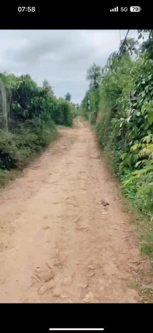 CẦN BÁN 1 SÀO CAU + SẦU RIÊNG ĐANG THU TẠI CUÔR ĐĂNG GẦN QL14 - 1