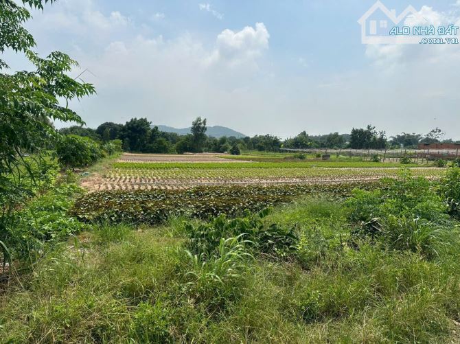 Loa Loa Loa . Giá rẻ bất ngờ. Cần bán lô đất hơn 4 sào Phường Kim Dinh- TP Bà Rịa - 1