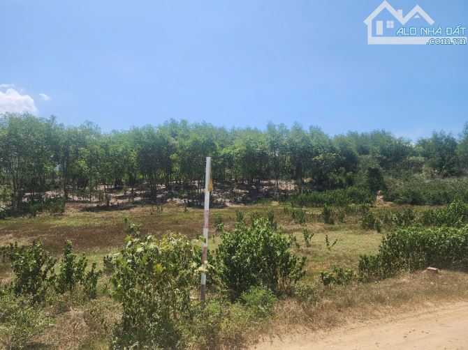 PHẢI BÁN GẤP LÔ ĐẤT DIÊN ĐỒNG, DIÊN KHÁNH chiều ngang 92m - 1
