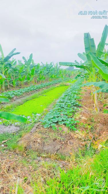 Bán đất 1.100  m2 mặt tiền đường Nguyễn Văn Quy Cái Răng - 13