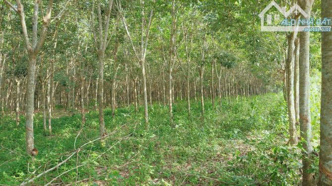 BÁN ĐẤT MT DH611(DH615) LONG NGUYÊN, BÀU BÀNG, DT:165x222, SHR, GIÁ 42,12 TỶ/3,51 Mẫu - 2