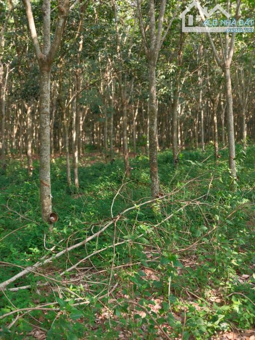 BÁN ĐẤT MT DH611(DH615) LONG NGUYÊN, BÀU BÀNG, DT:165x222, SHR, GIÁ 42,12 TỶ/3,51 Mẫu - 3