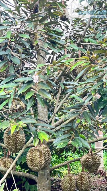 CẦN BÁN 1 SÀO CAU + SẦU RIÊNG ĐANG THU TẠI CUÔR ĐĂNG GẦN QL14 - 4