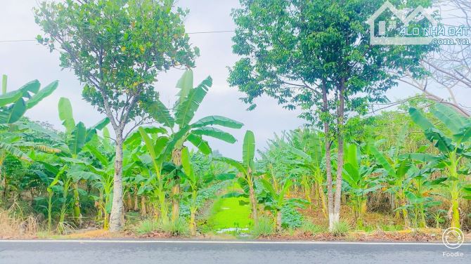 Bán đất 1.100  m2 mặt tiền đường Nguyễn Văn Quy Cái Răng - 4