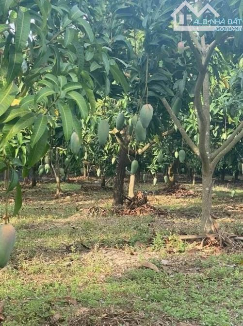 KẸT TIỀN BÁN FARM GẦN HỒ TRỊ AN 10526M2  GẦN KHU CÔNG NGHIỆP ĐỊNH QUÁN CHỈ 2TỶ4 - 4