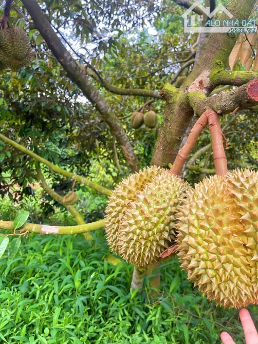 VƯỜN SẦU RIÊNG 2 MẶT TIỀN, PHỦ HỒNG 100% ĐẤT Ở, KHU DÂN CƯ GẦN CHỢ + UỶ BAN, GIÁ SIÊU RẺ - 5