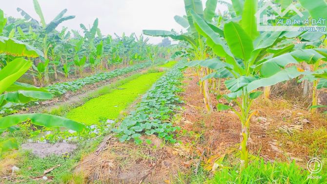 Bán đất 1.100  m2 mặt tiền đường Nguyễn Văn Quy Cái Răng - 7