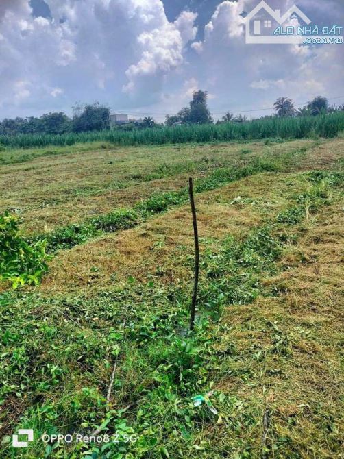 175m2 thổ giá 195tr đan trước đất gần chợ Bình Phục Nhứt,dân dông - 1