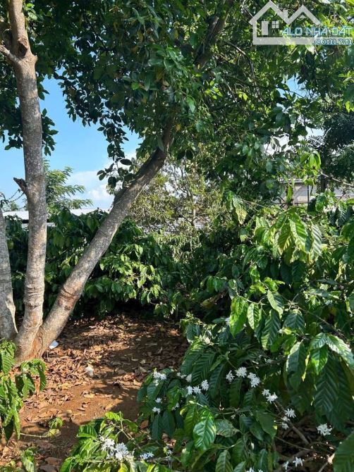 Bán đất Sào mặt tiền hòa thuận đạt lý đường 19B  giá rẻ