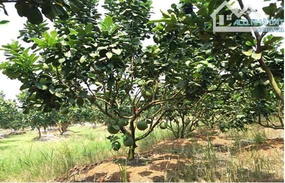 hàng hiếm tại đồng phú bình phước