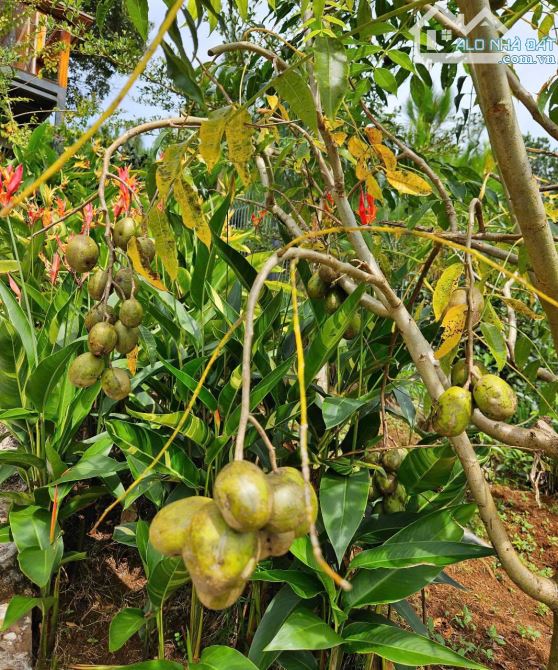 BÁN HOMESTAY ĐẦU TƯ TÂM HUYẾT TẠI BẢO LỘC. GIÁP HỒ. ĐƯỜNG 6m Ô TÔ TẬN NƠI - 3