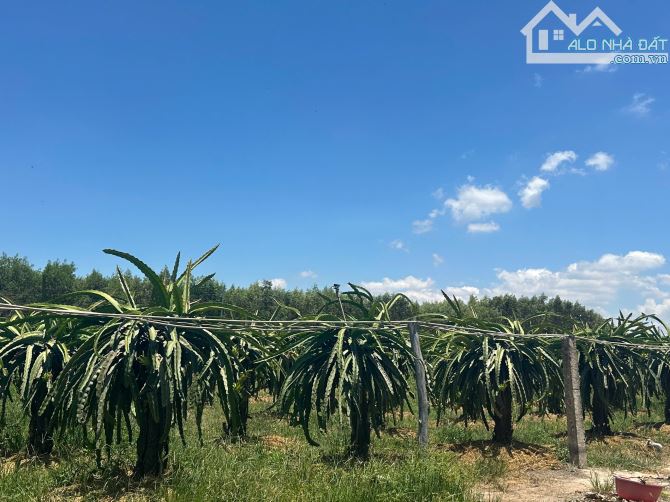 🔵 1,6 Mẫu Lô Góc View Hồ, Mt Nguyễn Minh Châu Tân Tiến Giá Ngộp - 3