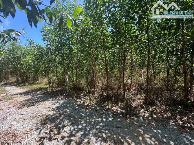 730m2 Diên Xuân - Diên Khánh- Khánh Hòa. ( Cách TP Nha Trang 28km).💥