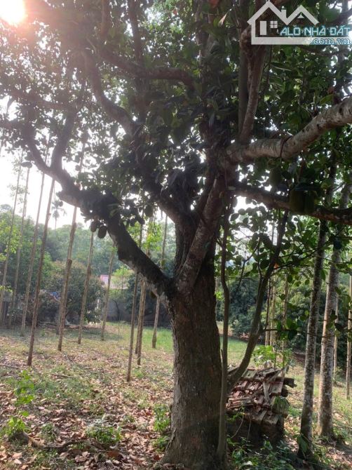 Siêu hiếm! 8000m, 200TC Yên Thế Bắc Giang đất vườn, ô tô, nhà vườn, nghỉ dưỡng, 2,2 tỷ