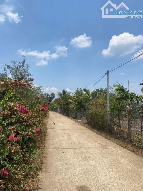 Bán lô đất chân dài Tân Hòa BUÔN ĐÔN - 1