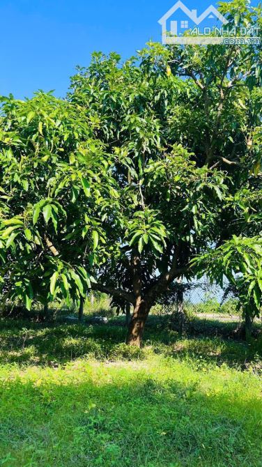 VƯỜN XOÀI THỊ TRẤN PHƯỚC HẢI- GẦN BIỂN PHƯỚC HẢI - LONG ĐẤT - BRVT - 1