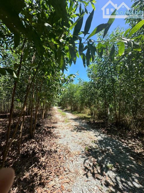 730m2 Diên Xuân - Diên Khánh- Khánh Hòa. ( Cách TP Nha Trang 28km).💥 - 2