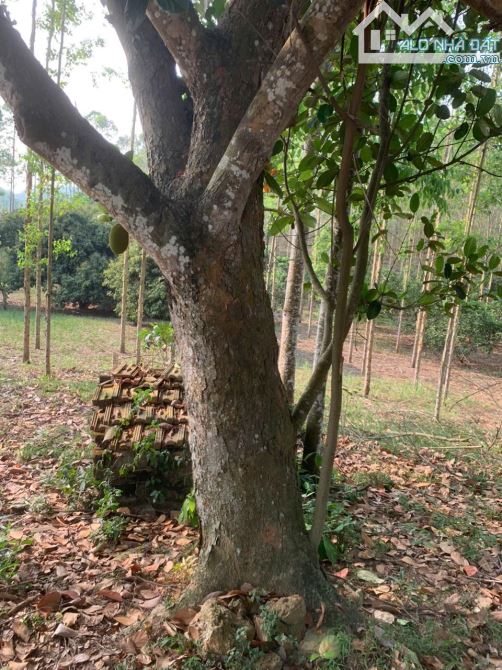 Siêu hiếm! 8000m, 200TC Yên Thế Bắc Giang đất vườn, ô tô, nhà vườn, nghỉ dưỡng, 2,2 tỷ - 2
