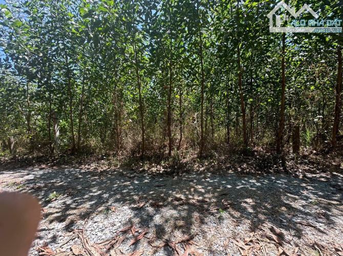 730m2 Diên Xuân - Diên Khánh- Khánh Hòa. ( Cách TP Nha Trang 28km).💥 - 3