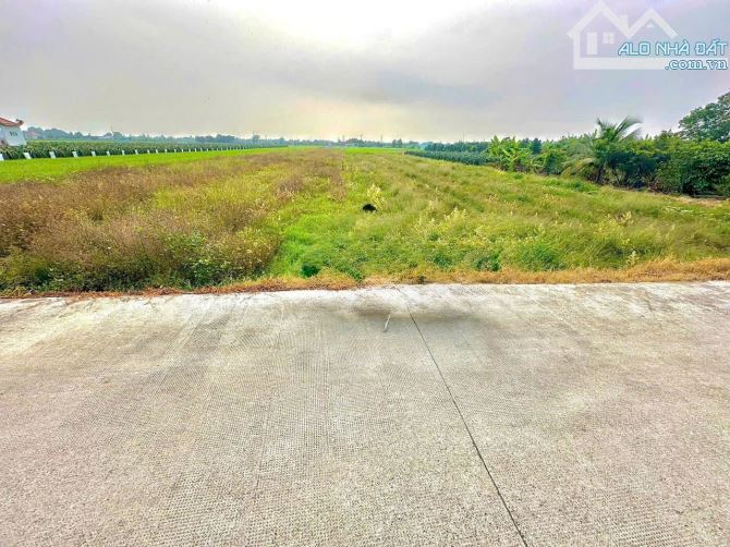 BÊ TÔNG 6M NGUYỄN VĂN TRƯNG  5.5 x 24m (133,1m2)Giá 620tr Bình Tịnh Tân Trụ Long An - 3