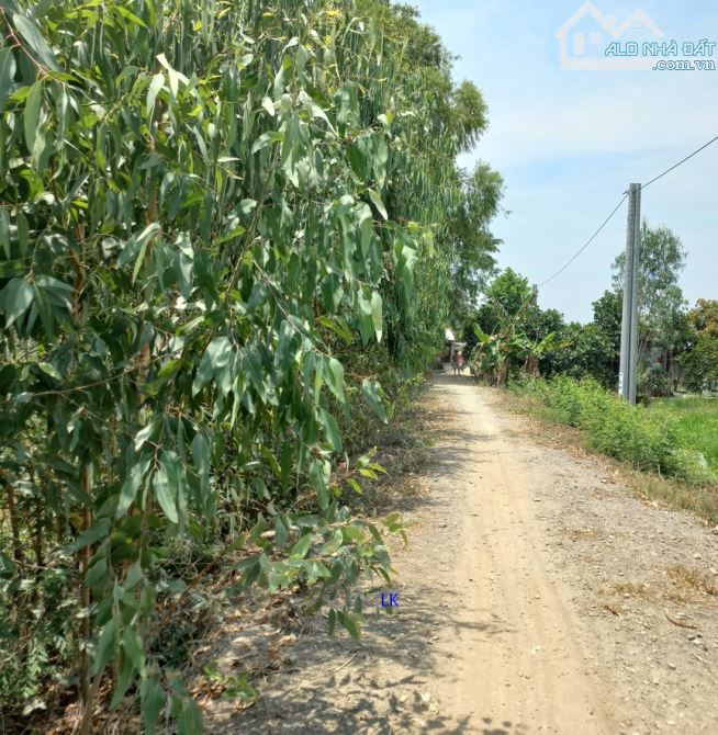 🔰Bán đất lúa: 3.000m² (Mặt tiền 15m, nở hậu) 🔰Đường đá xe ba gác, xã Tân Hội Trung