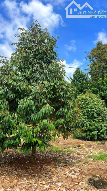 BÁN VƯỜN SẦU RIÊNG 7823M2 CÁCH QUỐC LỘ 20 CHỈ 400M GIÁ RẺ 3TY150 - 1