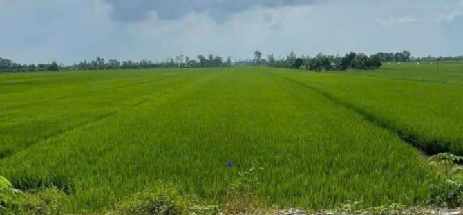 🔰Bán đất lúa: 3.000m² (Mặt tiền 15m, nở hậu) 🔰Đường đá xe ba gác, xã Tân Hội Trung - 1