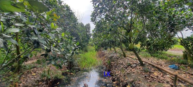 Bán trang trại: Sầu riêng  51.000m² , ĐT 850, xã Láng Biển - 2