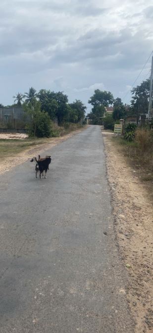 Bán đất 2MT đường kênh TN21 gần trường Tiểu Học Cầu Trường, Hải Đước Châu Thành DT 10x100m - 2