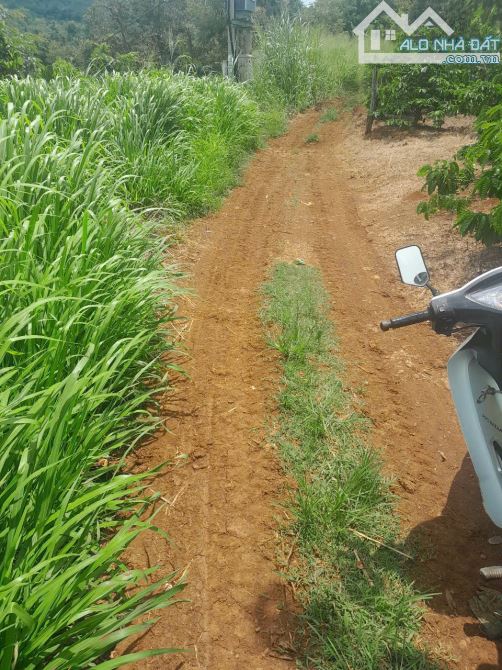 GIÁ RẺ CẦN BÁN GẤP. 10X50  P.THỐNG NHẤT, TX BUÔN HỒ, ĐĂK LĂK - 2