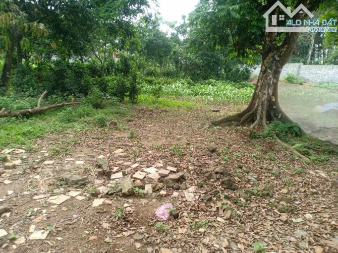 Gia đình nhà em có mảnh đất cần chuyển nhượng - 3