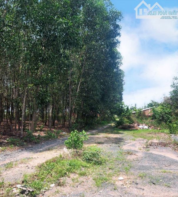 Đất ngay khu TĐC phú sơn. Bình Minh, Trảng Bom. 1000m2. Cách đường Bắc Hòa, Phú Sơn 50m. - 3