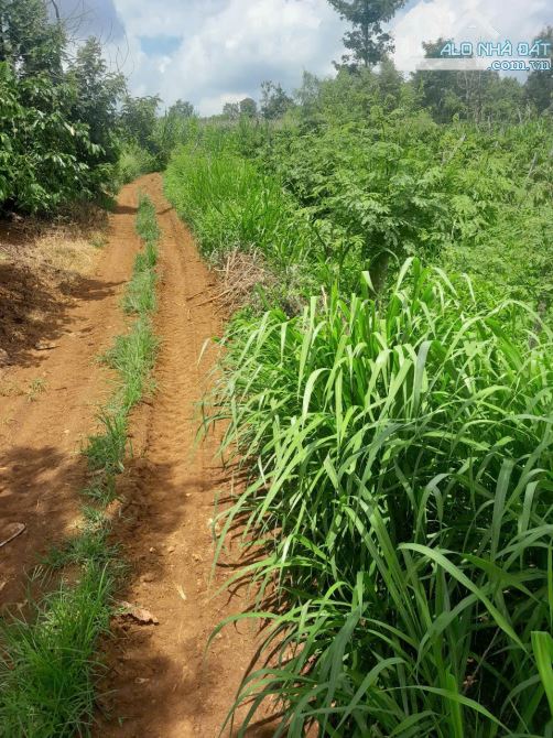 GIÁ RẺ CẦN BÁN GẤP. 10X50  P.THỐNG NHẤT, TX BUÔN HỒ, ĐĂK LĂK - 3