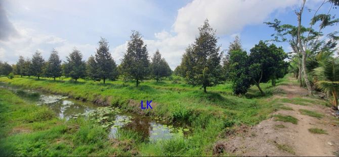 Bán trang trại: Sầu riêng  51.000m² , ĐT 850, xã Láng Biển - 4