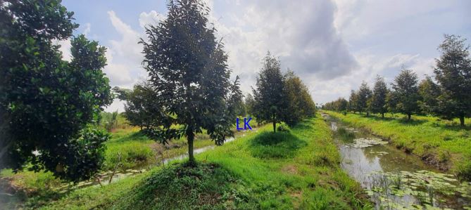Bán trang trại: Sầu riêng  51.000m² , ĐT 850, xã Láng Biển - 5