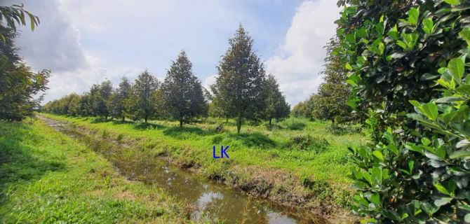 Bán trang trại: Sầu riêng  51.000m² , ĐT 850, xã Láng Biển - 6