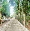 Bán đất 1/ đường Võ Văn Điều - 790m2 - 15x61 nở hậu 17m - xã Phước Thạnh - Củ Chi