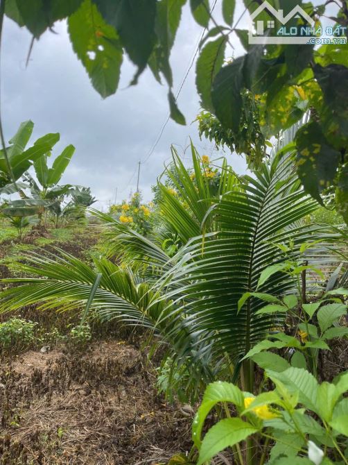 Bán đất Sông Cầu - Khánh Vĩnh đã lên mô hình Farm đang thu hoạch gần QL27C - sẵn điện nước - 10