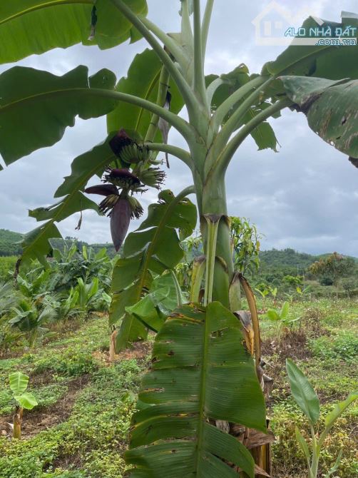 Bán đất Sông Cầu - Khánh Vĩnh đã lên mô hình Farm đang thu hoạch gần QL27C - sẵn điện nước - 11
