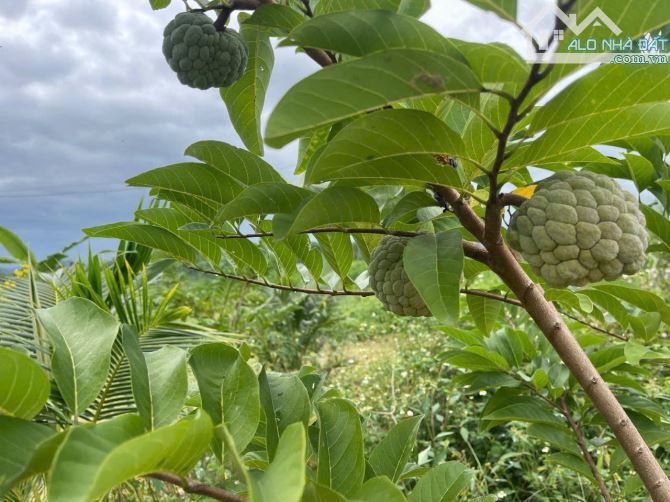 Bán đất Sông Cầu - Khánh Vĩnh đã lên mô hình Farm đang thu hoạch gần QL27C - sẵn điện nước - 1