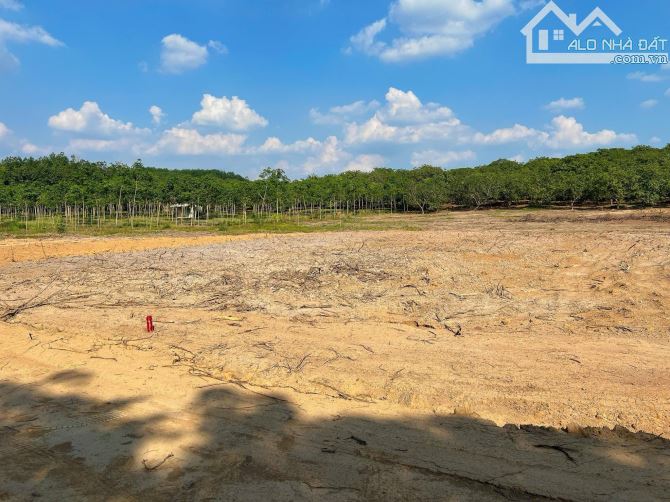 Bán đất vườn 1000m2 ở Tân Hưng chỉ 250tr - 1