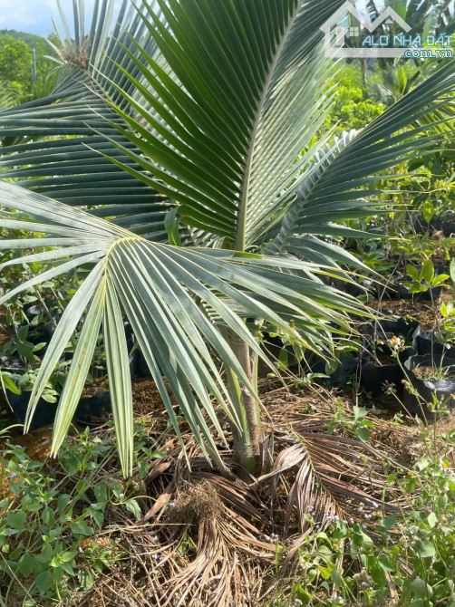 Bán đất Sông Cầu - Khánh Vĩnh đã lên mô hình Farm đang thu hoạch gần QL27C - sẵn điện nước - 15