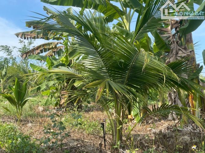 Bán đất Sông Cầu - Khánh Vĩnh đã lên mô hình Farm đang thu hoạch gần QL27C - sẵn điện nước - 19
