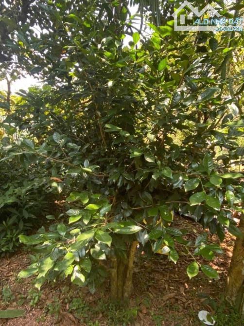 ĐẤT VƯỜN THUỶ DƯƠNG, HƯƠNG THUỶ CÓ 400M2 THỔ CƯ 2,xtr/m2 - 2