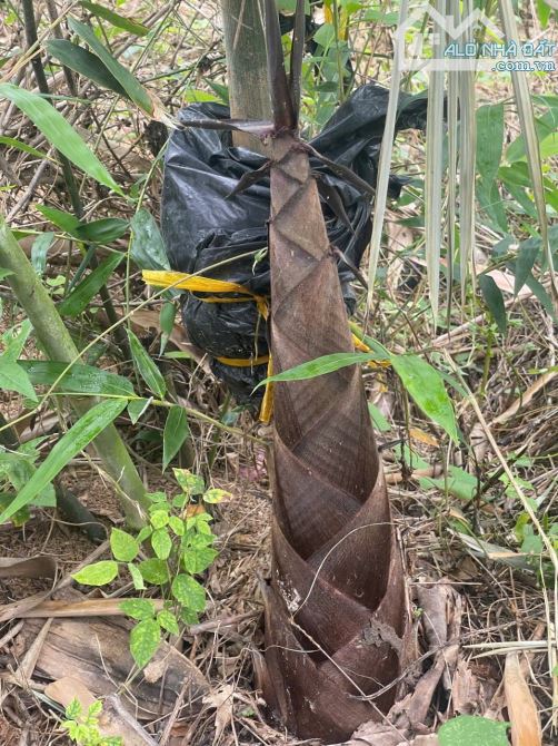 Bán đất Sông Cầu - Khánh Vĩnh đã lên mô hình Farm đang thu hoạch gần QL27C - sẵn điện nước - 2