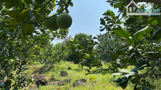 BÁN LÔ ĐẤT VƯỜN TRÁI CÂY 1000M2(16MX53M) ĐẤT NỞ HẬU 20M KHU DÂN CƯ CHỈ 820 TRIỆU - 3